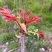 香椿芽