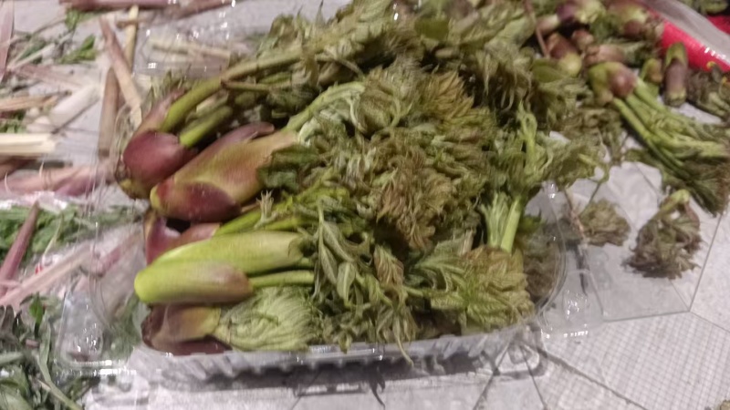 阿坝高山刺老芽
