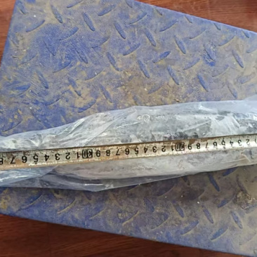 马鲛鱼
