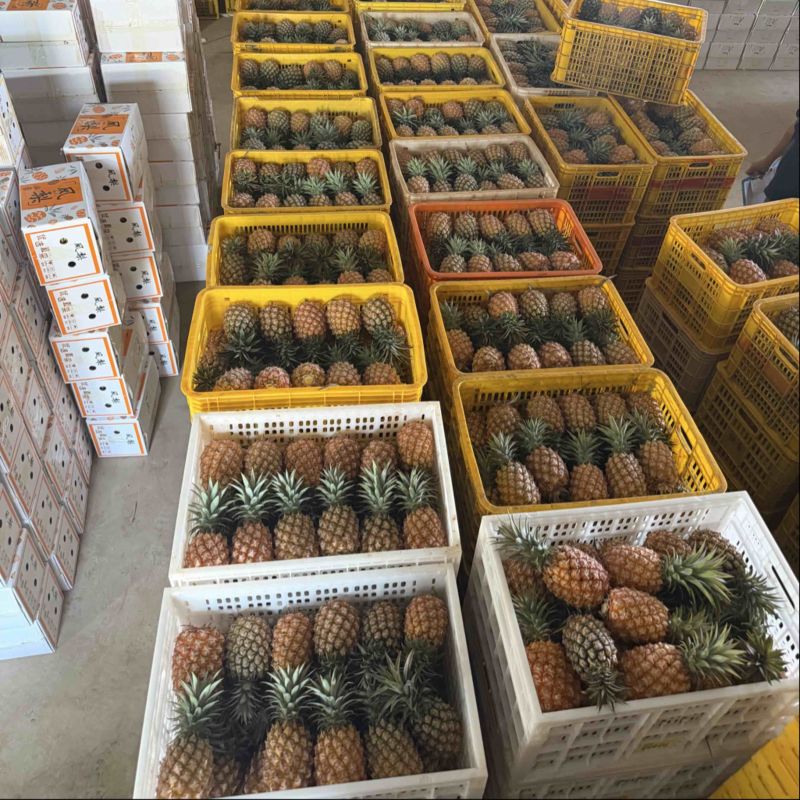 金砖凤梨一件代发源头产地直发，欢迎电商，商超，直播老板