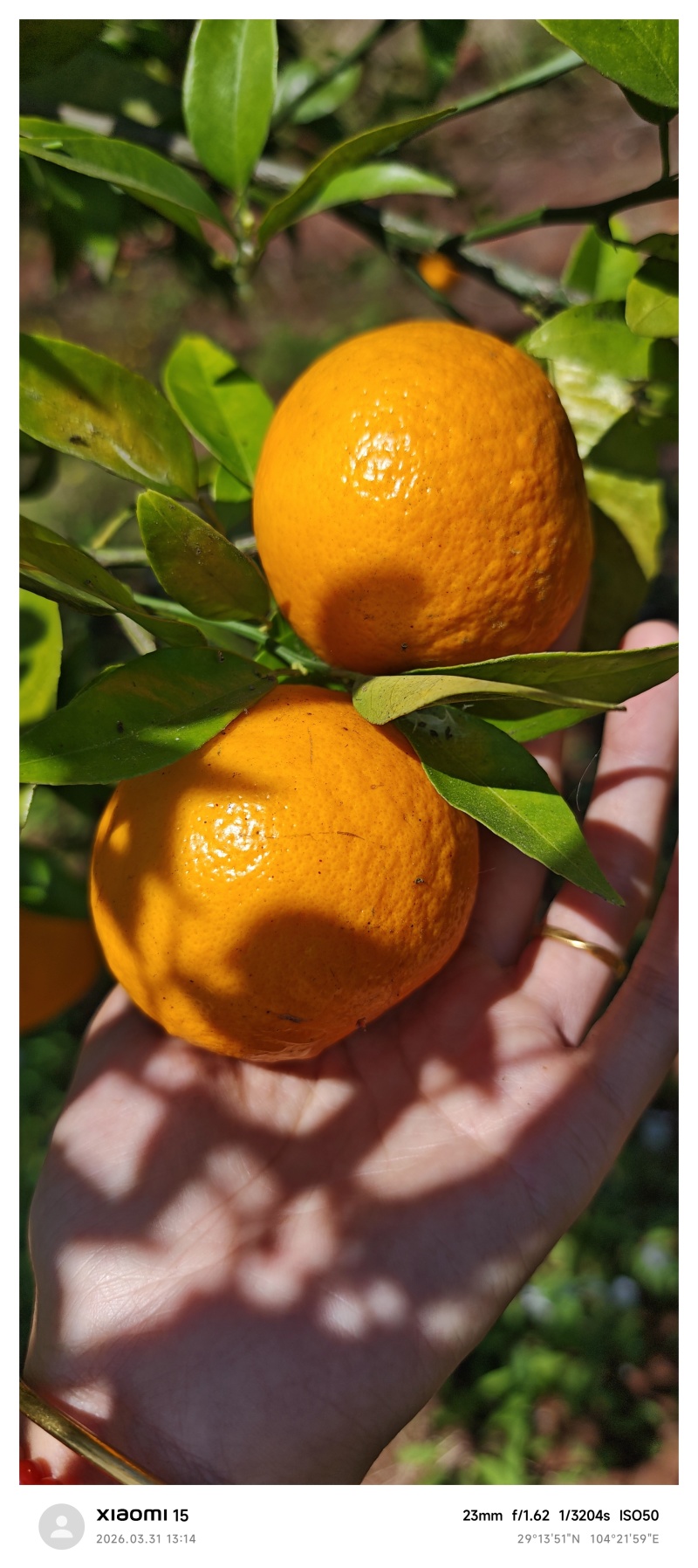 沃柑自家种植的