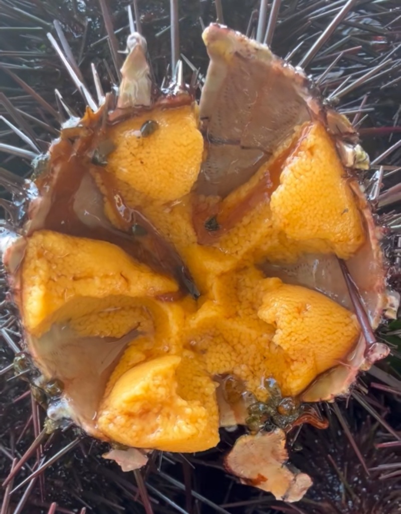 大连紫胆