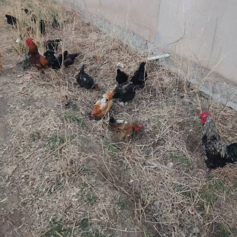 自家散养鸡下的蛋，不喂饲料，不打针，