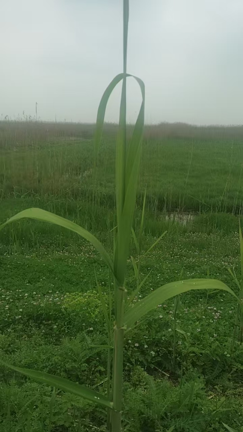 芦苇叶