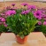 南非万寿菊基地批发基地！颜色鲜艳适合观赏