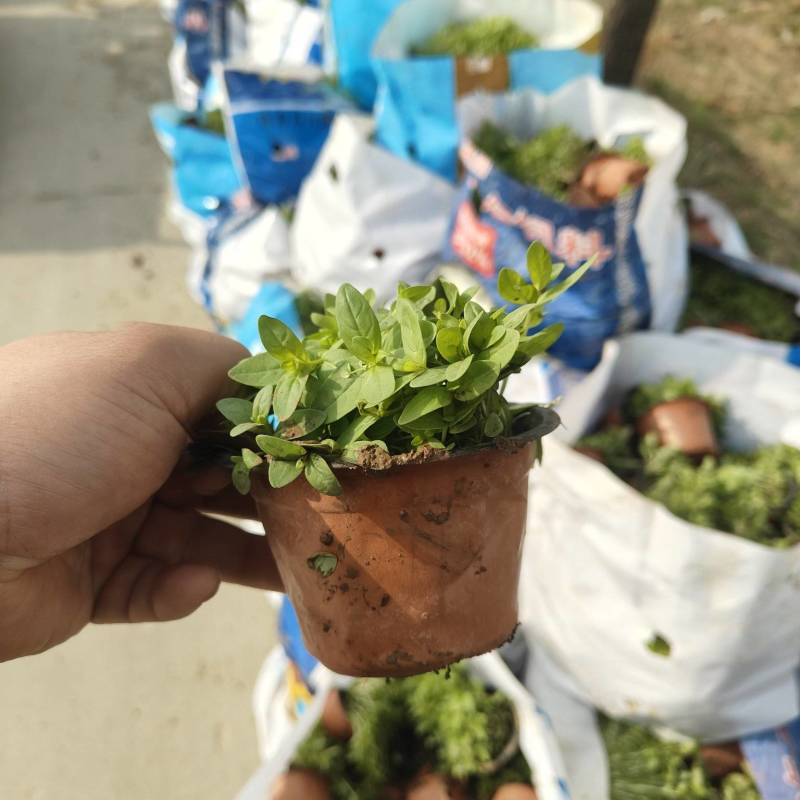 绿化苗木千屈菜基地批发！适合庭院花园小区绿化带两侧