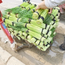 红帽蒜苔，大量上市，代发全国各大市场，电商平台，社区团购