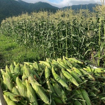 现摘现发！甜玉米清甜多汁超好吃