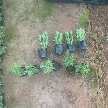 绿化苗木薰衣草批发基地！适合庭院花园等做花海观赏