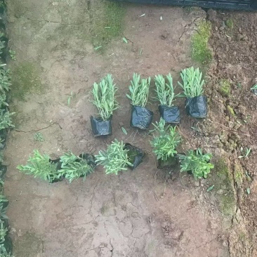 绿化苗木薰衣草批发基地！适合庭院花园等做花海观赏