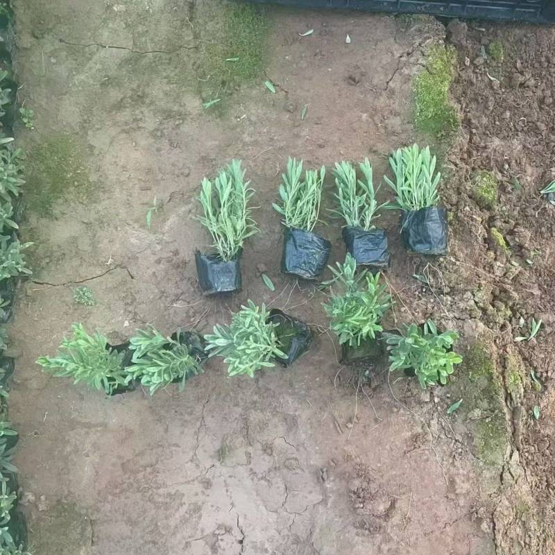 绿化苗木薰衣草批发基地！适合庭院花园等做花海观赏