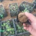 绿化苗木薰衣草批发基地！适合庭院花园等做花海观赏