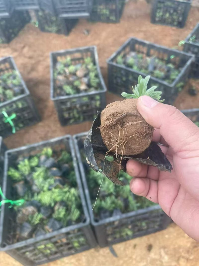 绿化苗木薰衣草批发基地！适合庭院花园等做花海观赏