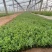 绿化苗木薰衣草批发基地！适合庭院花园等做花海观赏