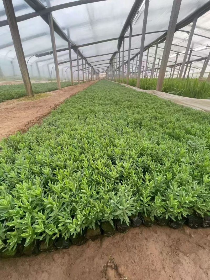 绿化苗木薰衣草批发基地！适合庭院花园等做花海观赏