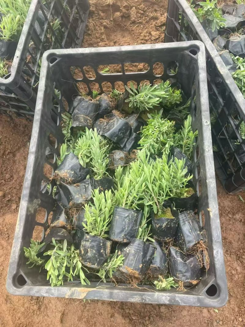 绿化苗木薰衣草批发基地！适合庭院花园等做花海观赏