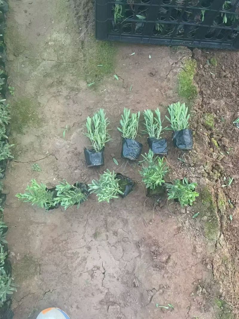 绿化苗木薰衣草批发基地！适合庭院花园等做花海观赏