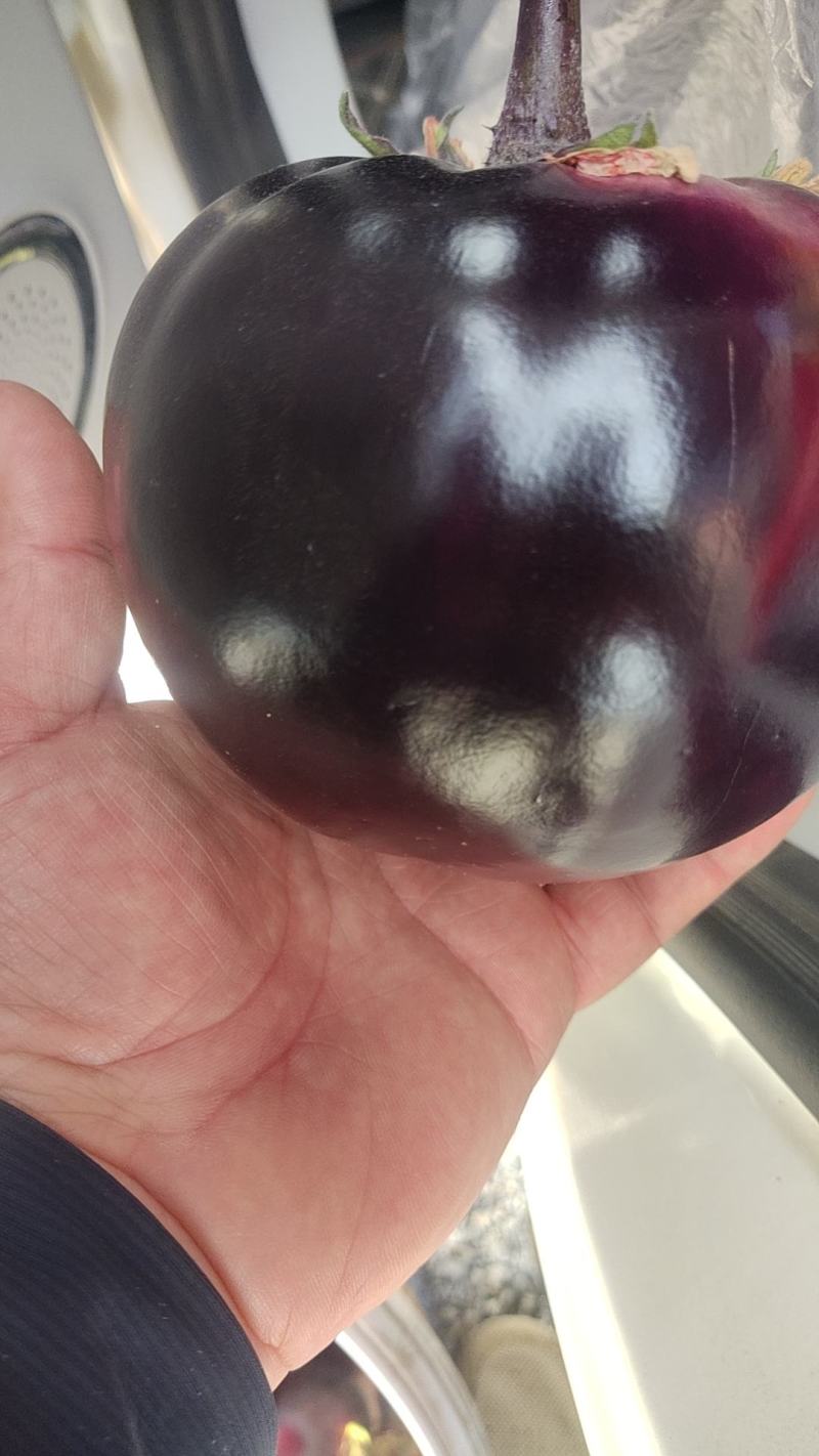 圆茄