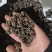 猫爪草（选装中粒)，产地新货，质量保证，爪子分明！