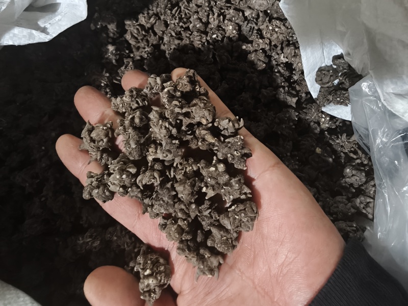 猫爪草（选装中粒)，产地新货，质量保证，爪子分明！