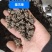 猫爪草（选装中粒)，产地新货，质量保证，爪子分明！