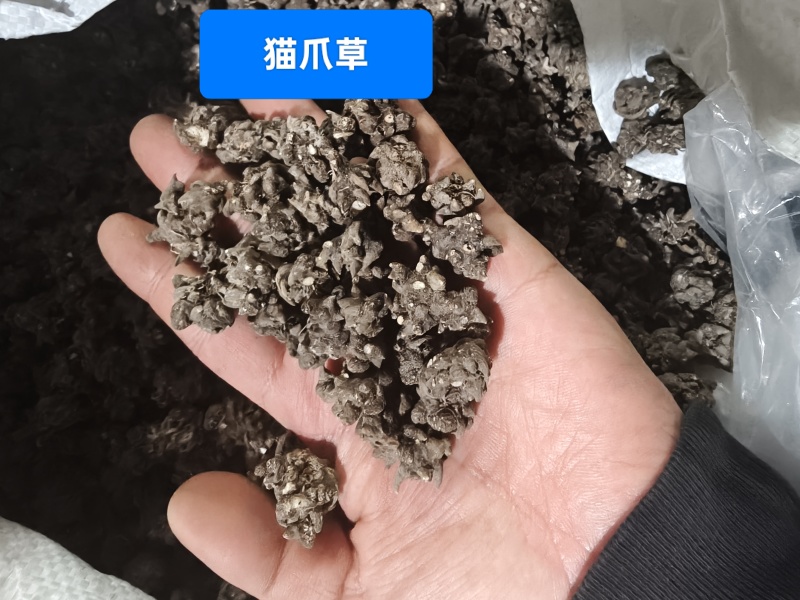 猫爪草（选装中粒)，产地新货，质量保证，爪子分明！