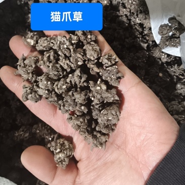猫爪草（选装中粒)，产地新货，质量保证，爪子分明！