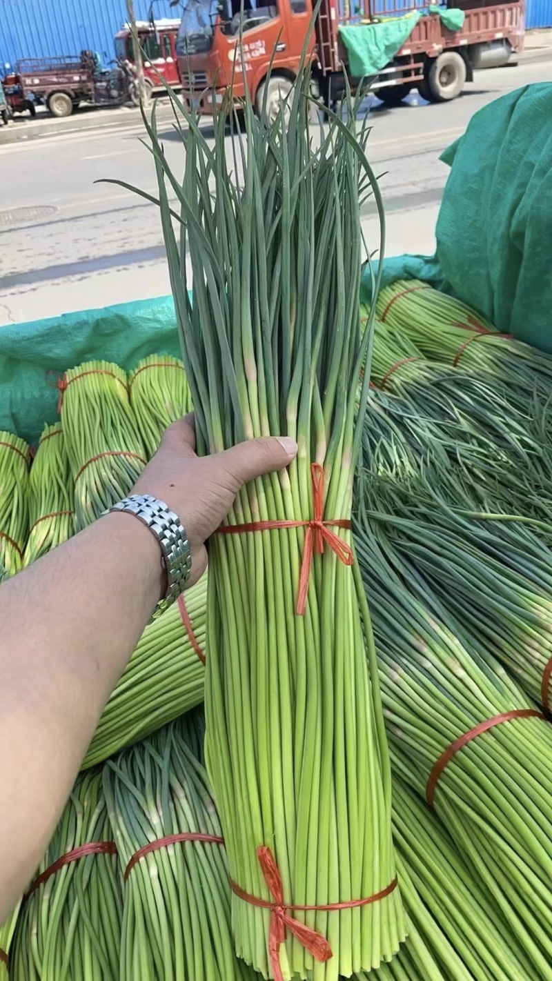 【白帽蒜薹】江苏蒜苔/盐城白帽蒜苔/新鲜现摘现发便宜