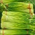 精品白帽蒜苔产地大量上市接车需要请联系