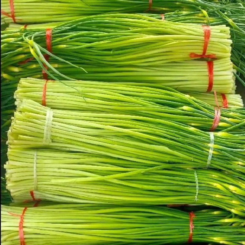 精品白帽蒜苔产地大量上市接车需要请联系
