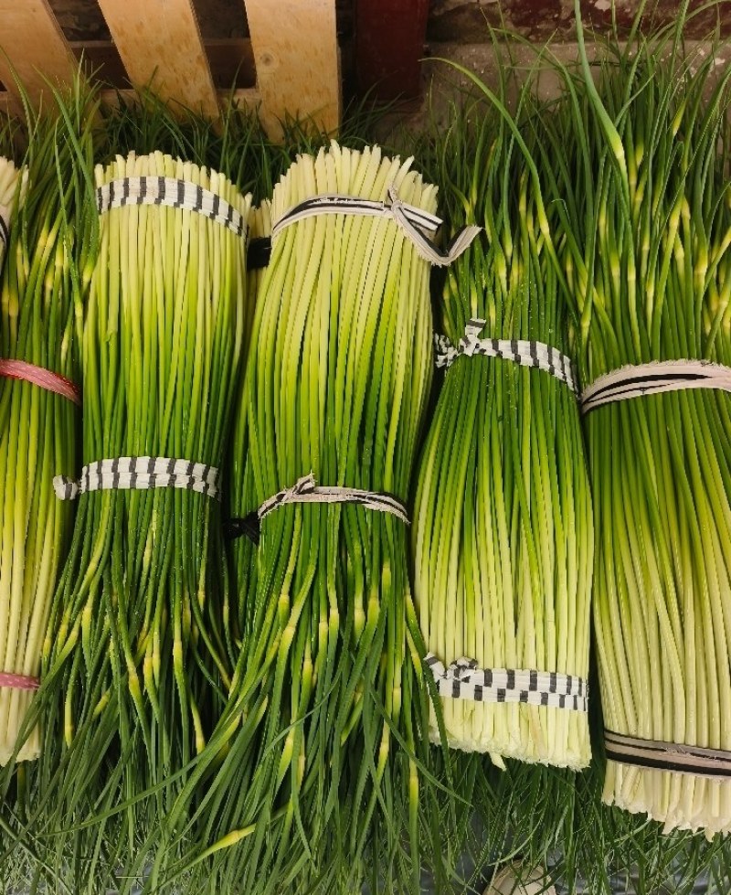 精品白帽蒜苔产地大量上市接车需要请联系