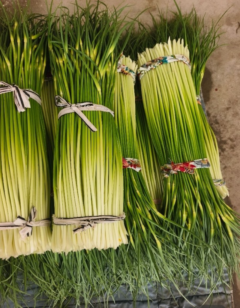 精品白帽蒜苔产地大量上市接车需要请联系