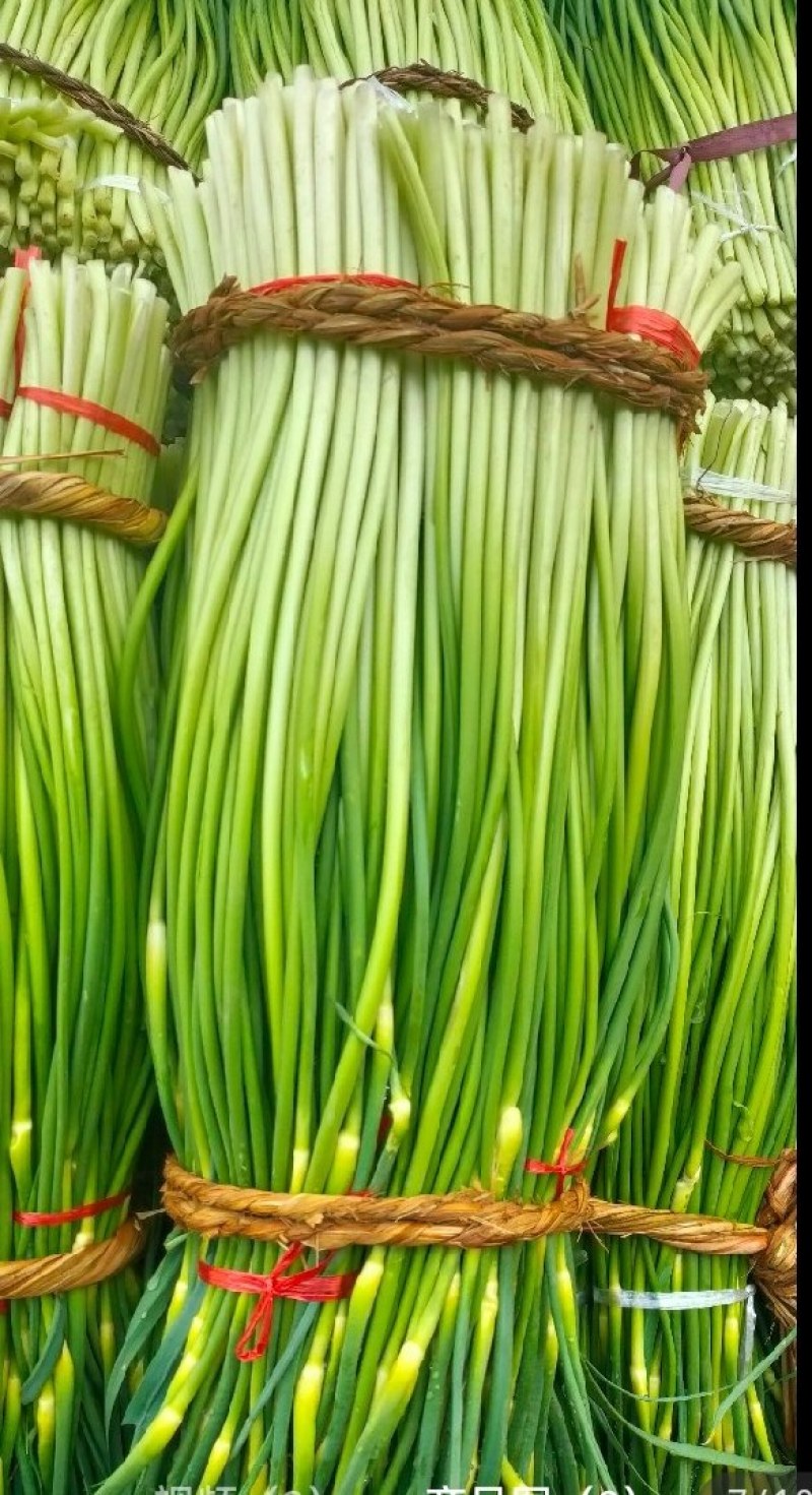 精品白帽蒜苔产地大量上市接车需要请联系