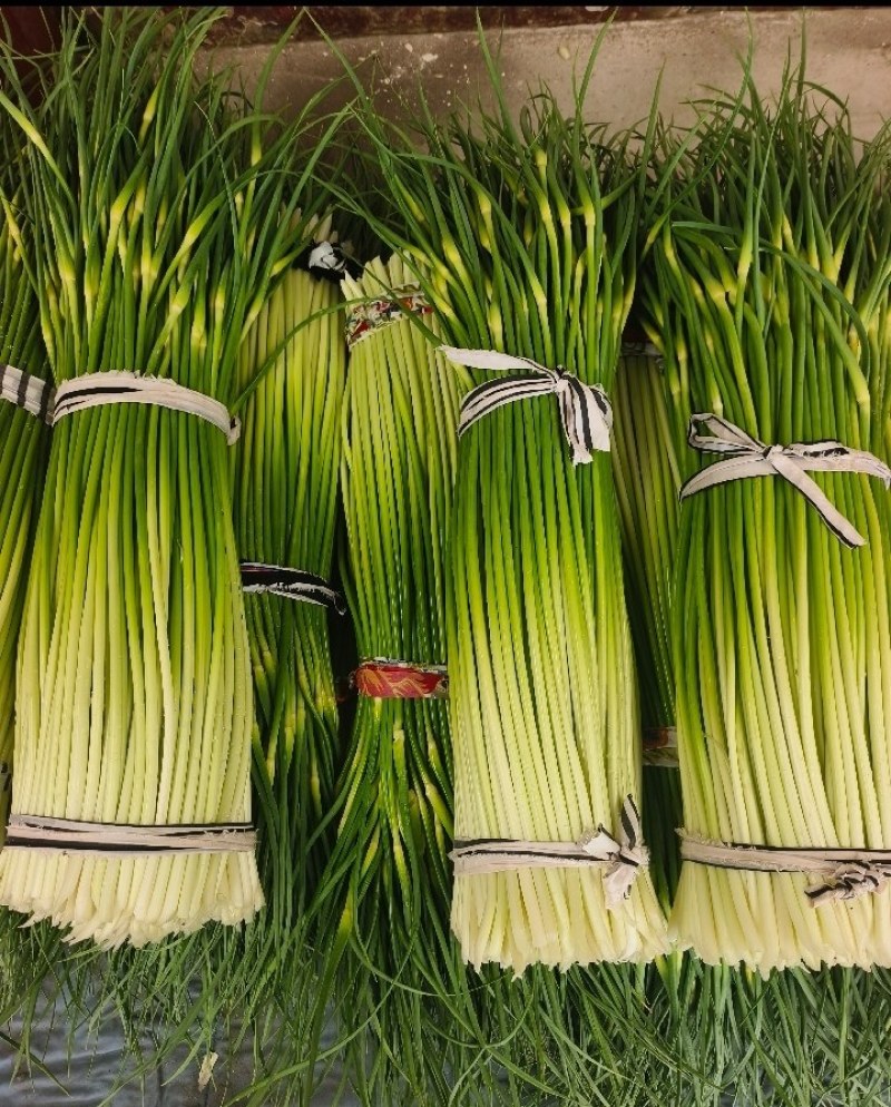 精品白帽蒜苔产地大量上市接车需要请联系