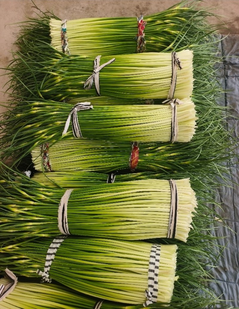 精品白帽蒜苔产地大量上市接车需要请联系