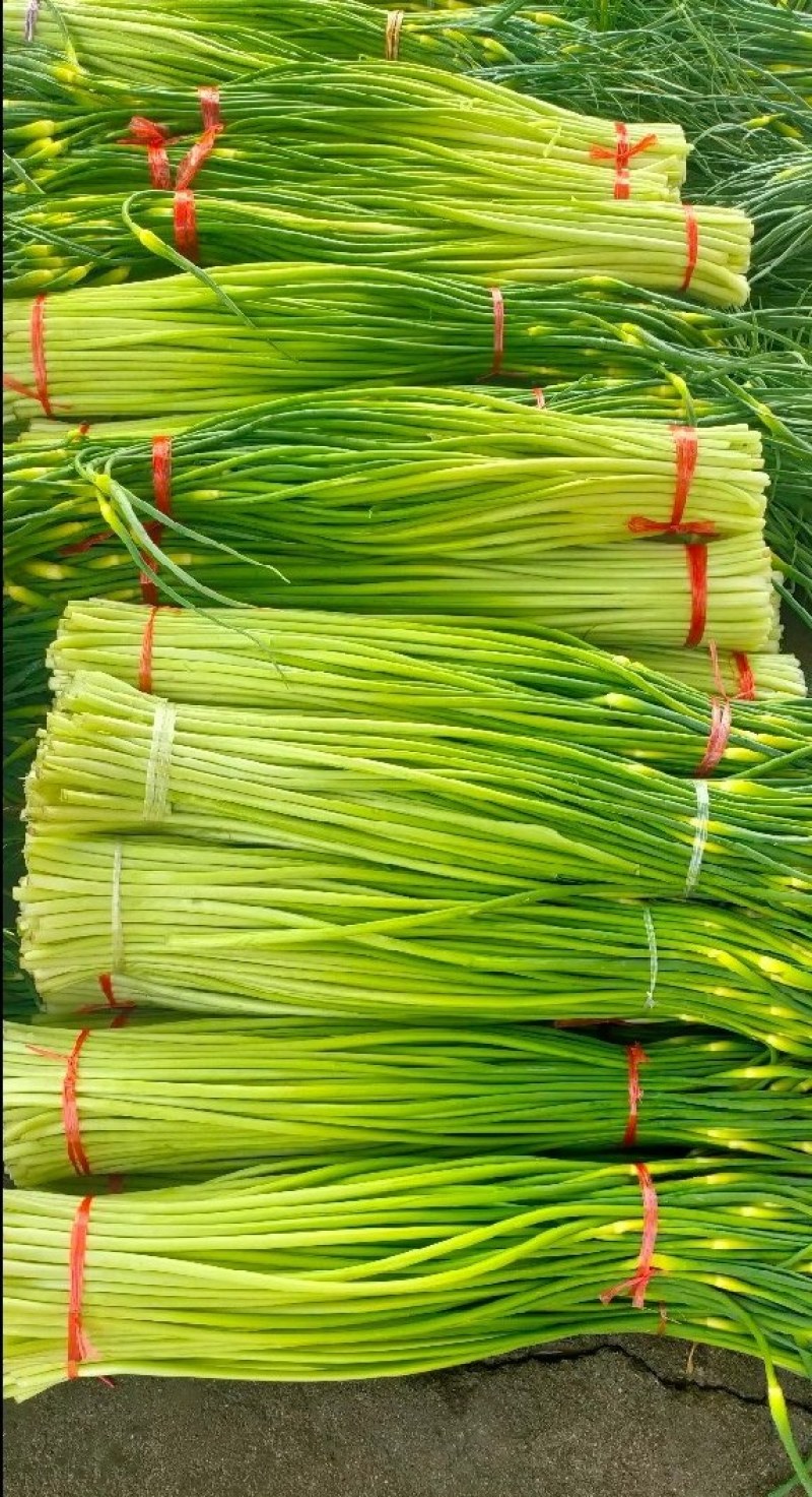 精品白帽蒜苔产地大量上市接车需要请联系