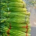精品白帽蒜苔产地大量上市接车需要请联系