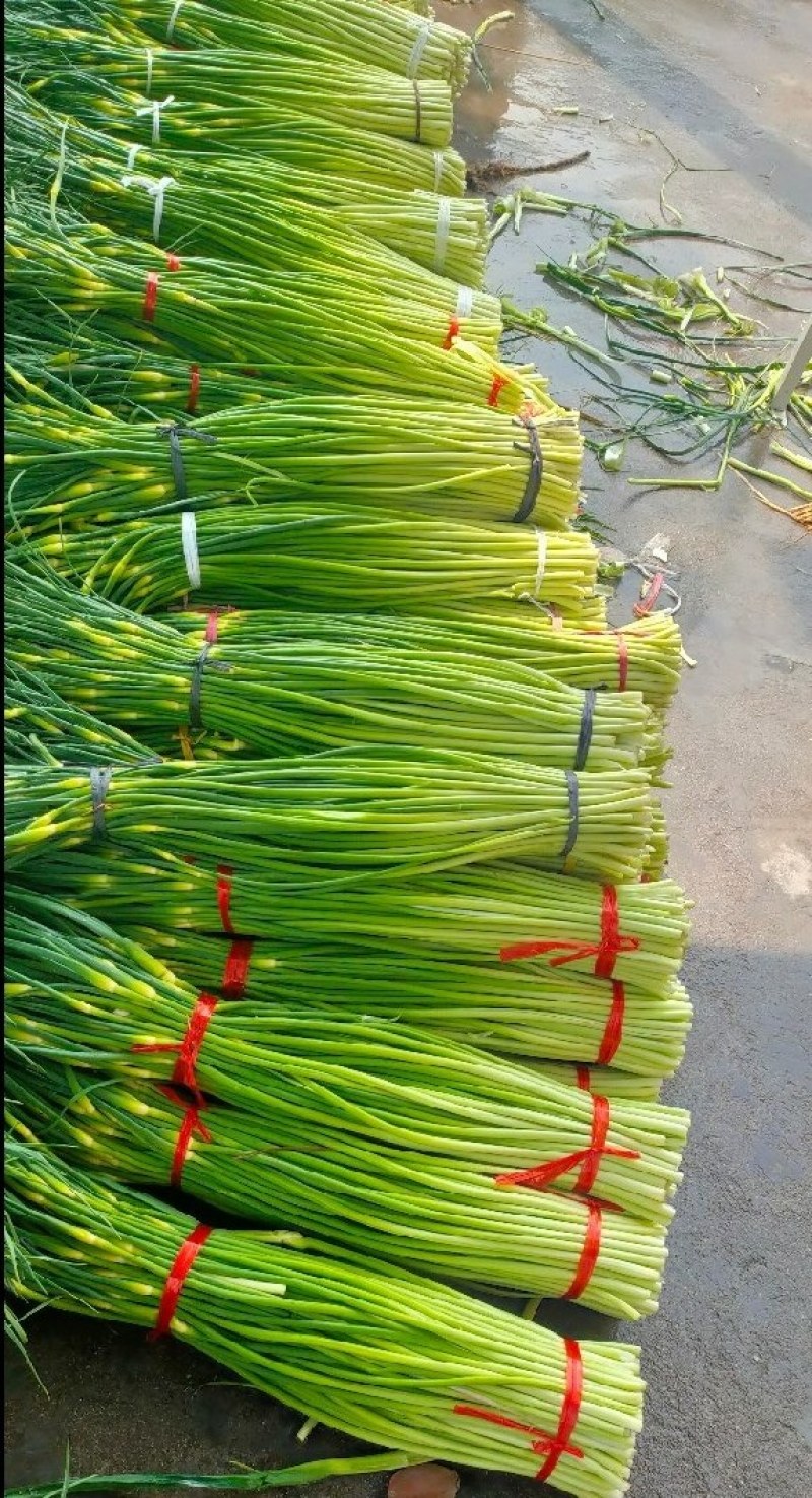 精品白帽蒜苔产地大量上市接车需要请联系