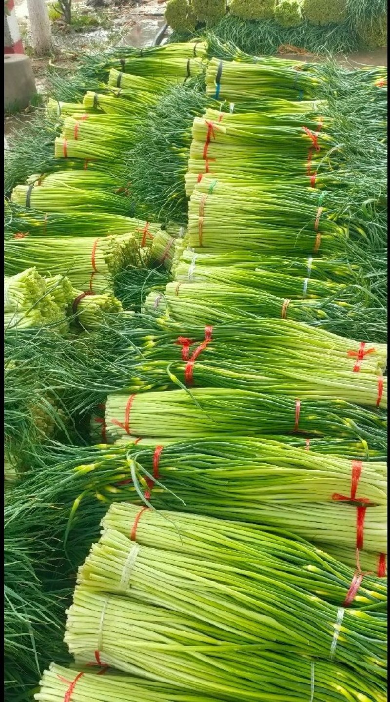 精品白帽蒜苔产地大量上市接车需要请联系