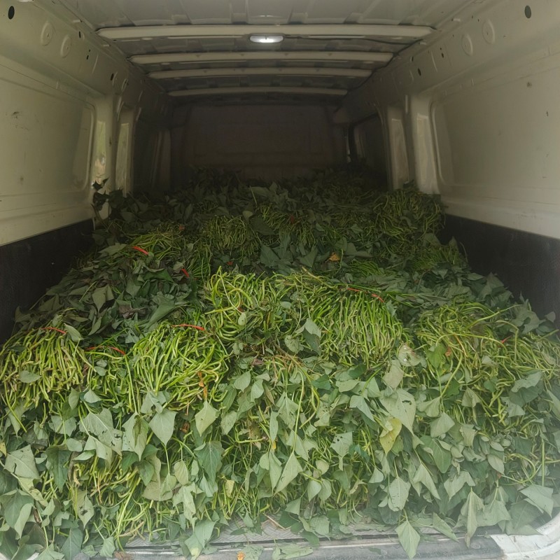 开封红薯苗千亩基地直发，西瓜红，哈密，商薯19等优质原种