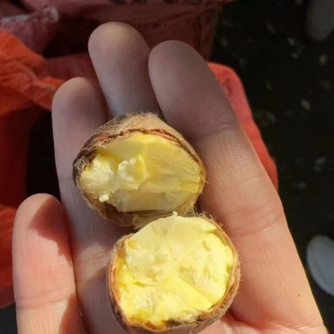 板栗