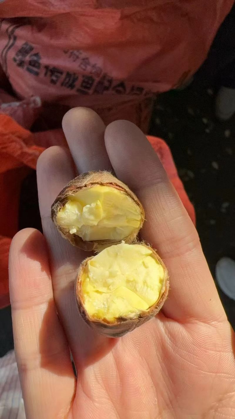 板栗