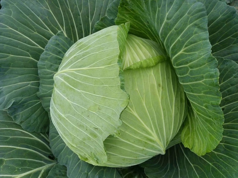 【推荐】陕西精品莲花白，品质好产地一手货源，可视频看货
