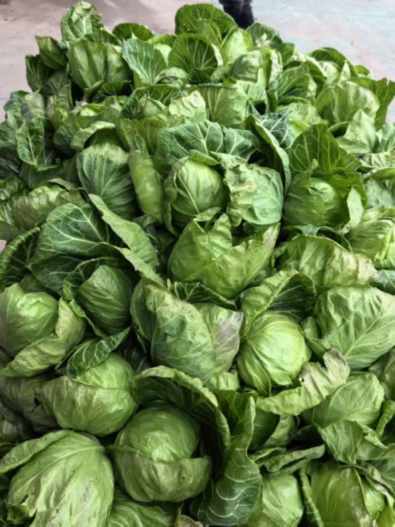 莲花白甘蓝包菜新鲜上市一条龙服务质优价廉欢迎考察