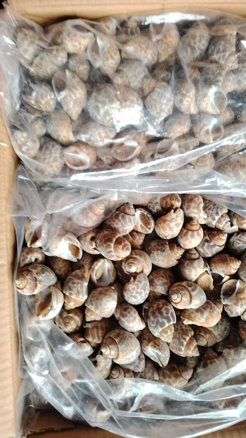 巴基斯坦花螺