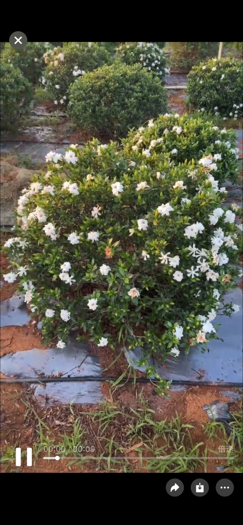 栀子花花球