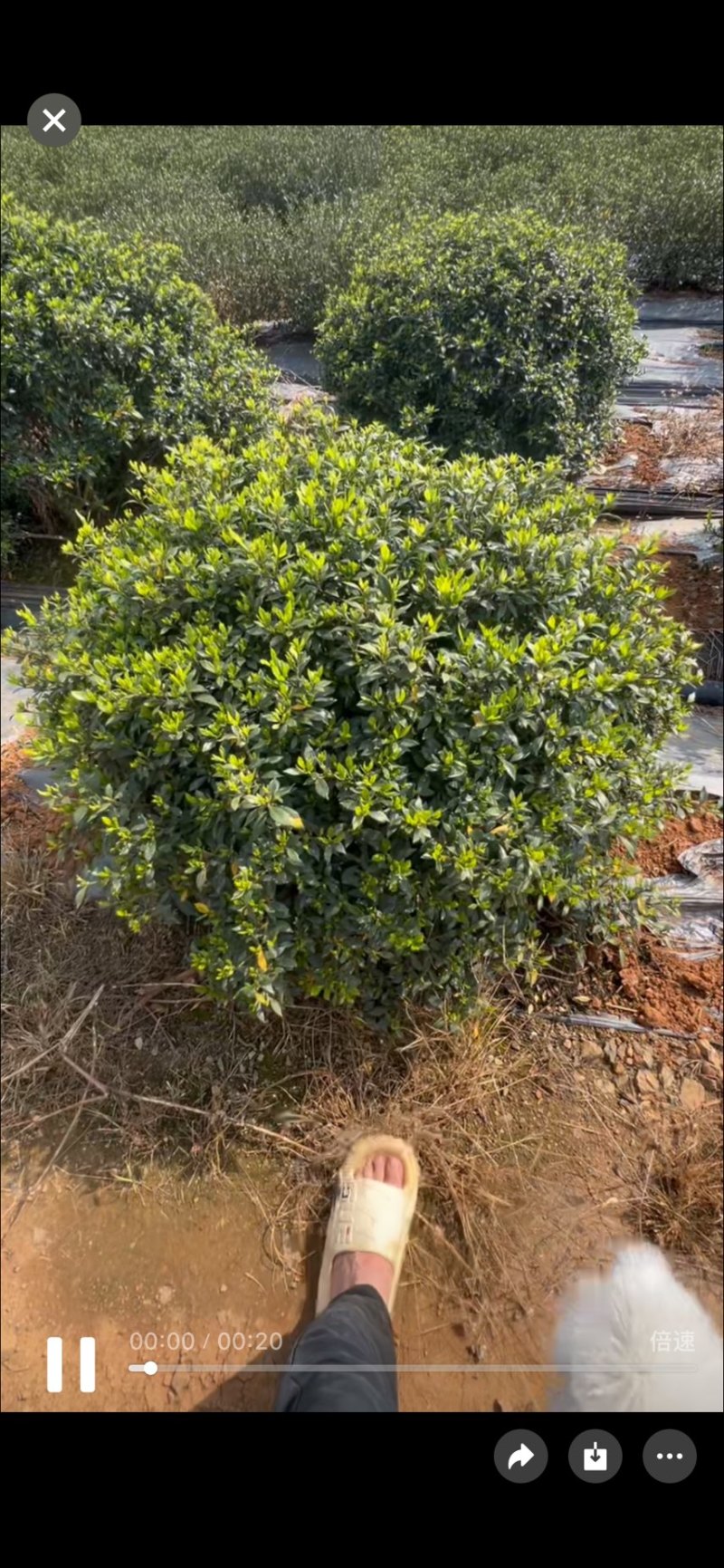 栀子花花球