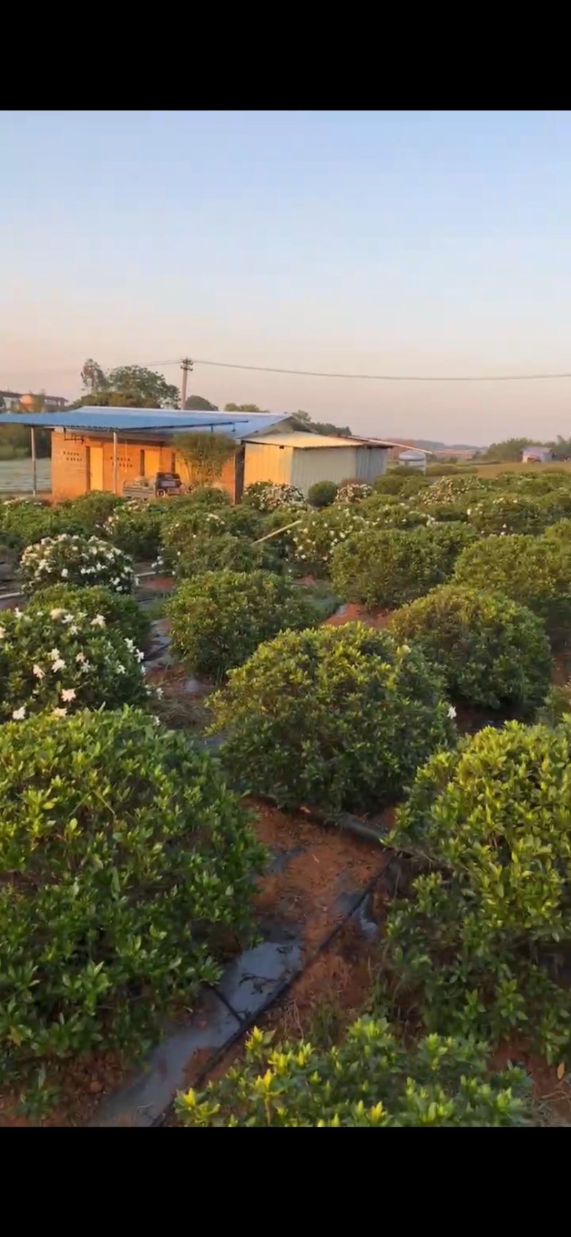 栀子花花球