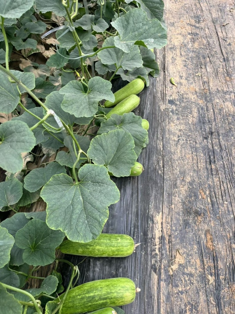玉美人