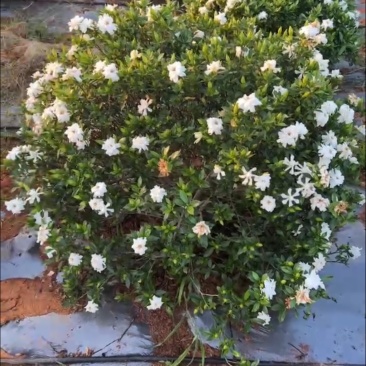 栀子花花球